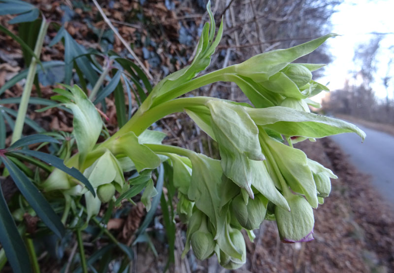 Helleborus foetidus - Ranunculaceae